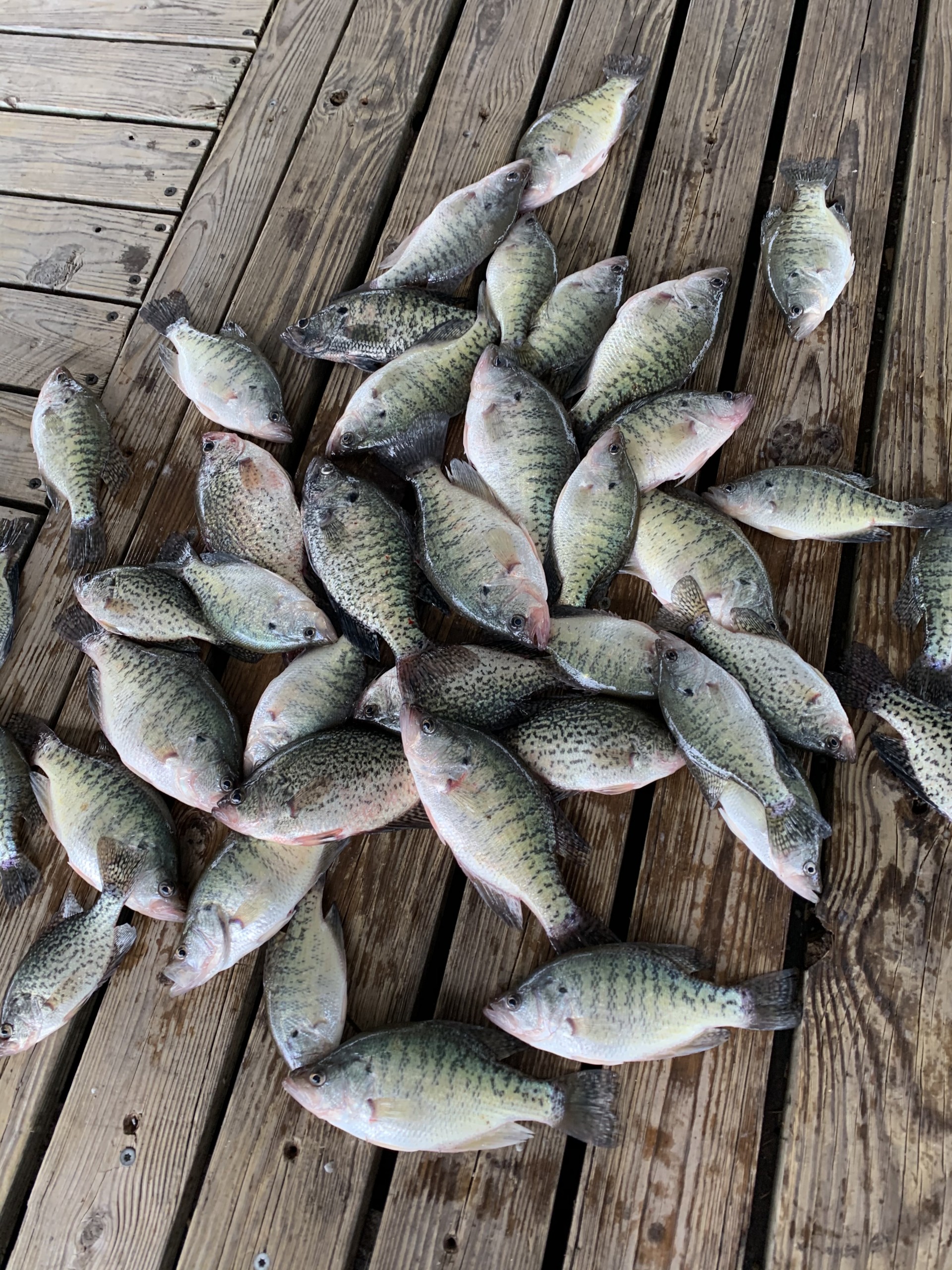5/4/21 FREE Bob Bates' weekly fishing report - Truman Lake Fishing Intel